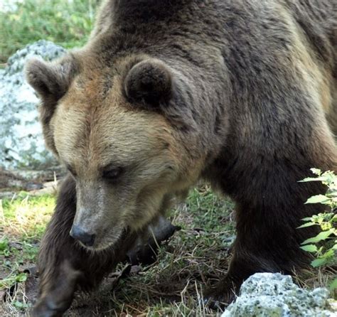 New Killer Bear Raids In Bulgarias Rhodope Mountains
