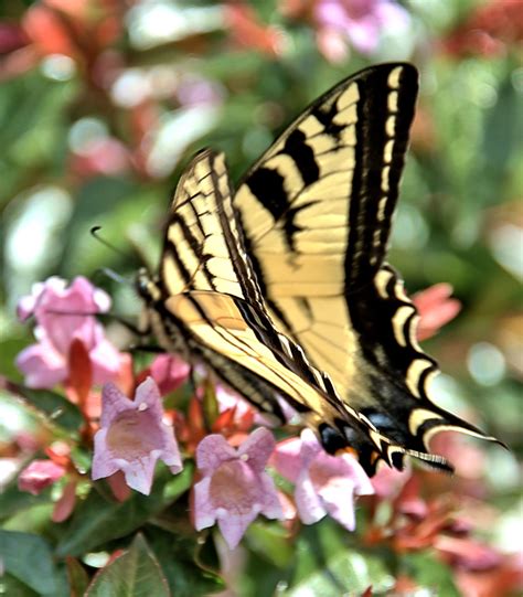 Tiger Swallowtail Butterfly Tiger Swallowtails Are Often S Flickr