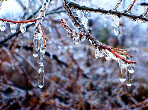 무료 이미지 얼음 나무 분기 겨울 작은 가지 동결 우디 식물 고드름 아침 눈 매크로 사진 서리 침적