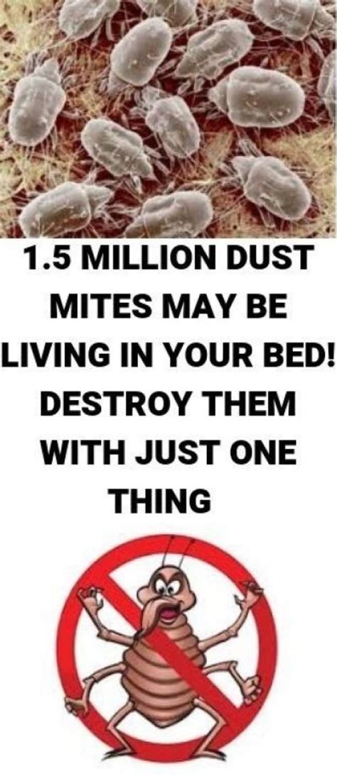 Destroy Bed Mites With This Trick Wellness Extra