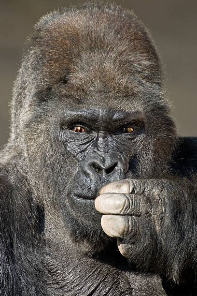 Best Gorilla Finger Stock Photos Pictures And Royalty Free Images Istock