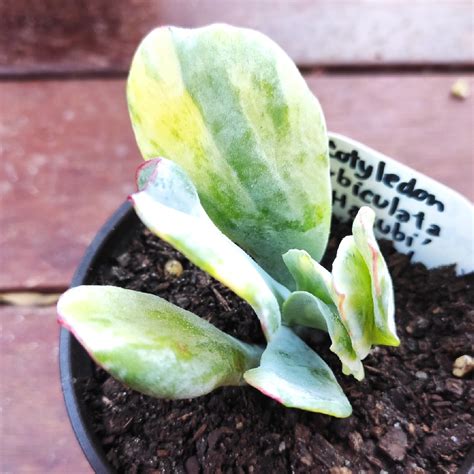 Check out our cotyledon orbiculata variegated selection for the very best in unique or custom, handmade pieces from our succulents shops. Cotyledon Orbiculata var. Orbiculata Variegata, Cotyledon ...
