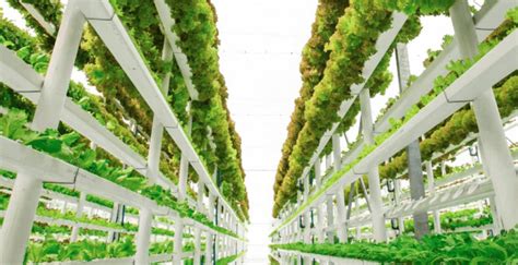 Vertical Farming At Home Benefits Equipment And Costs Civilstring