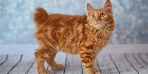 American Bobtail Cat Breed Size Appearance And Personality