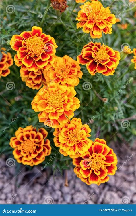 Yellow And Orange Marigold Flowers In The Garden Stock Photo Image Of