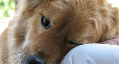 5 Scientific Findings About The Bond Between Dogs And Humans Petsblogs