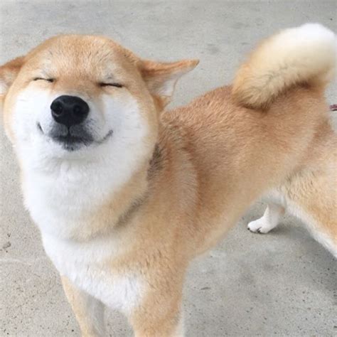 柴犬スマイル♡ 嬉しい事があるとお耳ペタンで、まんまる顔に変身しちゃう柴犬の笑顔にキュン´ひ エンタメウィーク 犬 画像