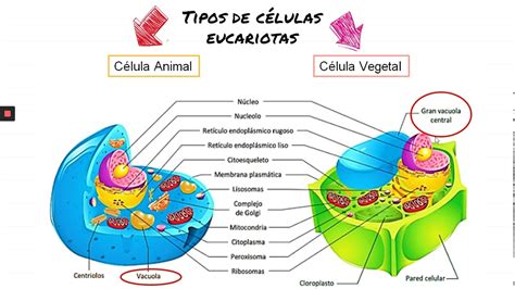 Celulas Y Sus Organelos