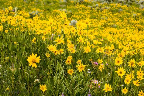 Arrowleaf Balsamroot Field Cindy Goeddel Photography Llc