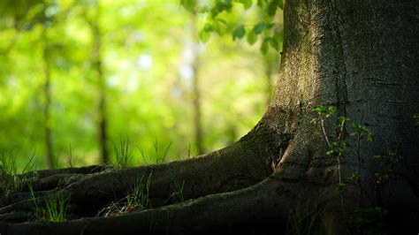 🔥 49 Nature Hd Wallpapers For Desktop Wallpapersafari