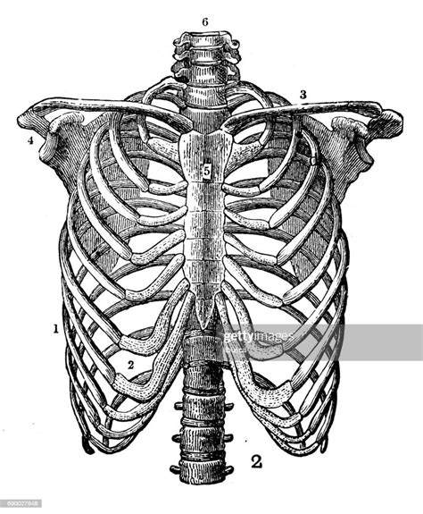 Antique Engraving Illustration Rib Cage High Res Vector Graphic Getty