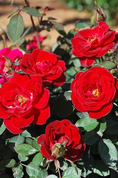 Buy Sunrosa Red Dwarf Shrub Rose For Sale Online From Wilson Bros Gardens