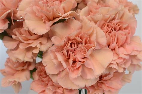 Beautiful Peach Carnation Flower Isolated On White Background Stock