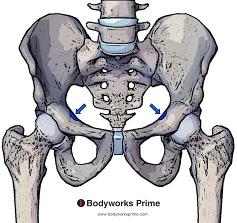 Psoas Minor Muscle Origin And Insertion Human Anatomy Vrogue Co