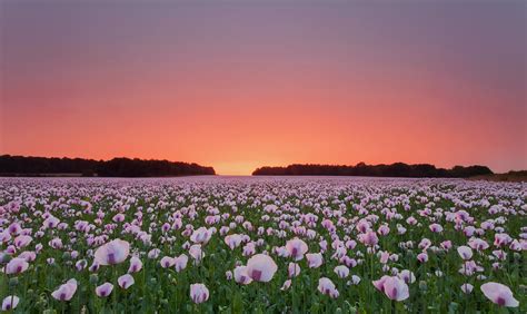 Poppy Flowers Field Hd Flowers 4k Wallpapers Images
