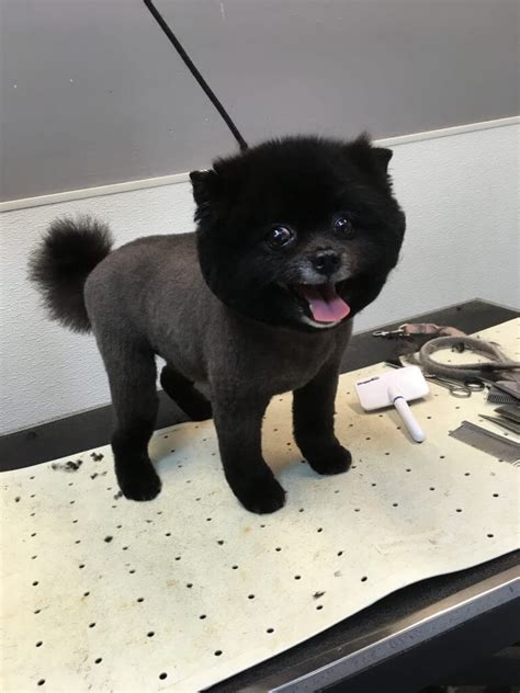 3,250 likes · 35 talking about this. Grooming | Orchard Road Animal Hospital