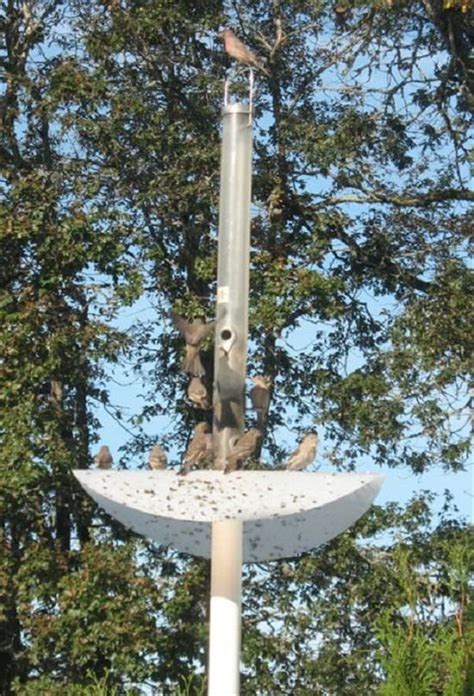 This squirrel proof bird feeder will last for years and years. 8 DIY Squirrel Proof Bird Feeder Ideas | Squirrel proof ...