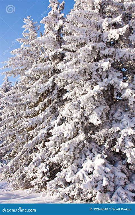 Snow Covered Evergreen Trees Stock Photo Image Of Scene Seasonal