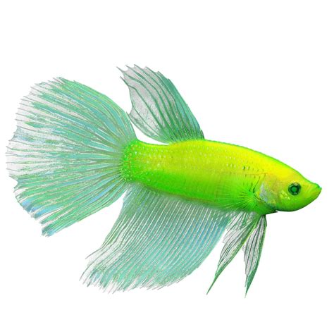 Glofish Electric Green Premium Male Betta Fish Fish Goldfish Betta