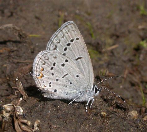 Western Tailed Blue Butterflies Of Manitoba · Inaturalist