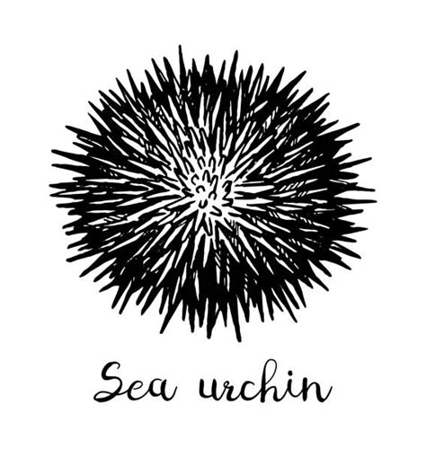 2300 Sea Urchin Drawing Stock Photos Pictures And Royalty Free Images