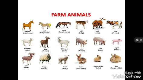 HD FARM ANIMALS AND GENDER NAME VIDEO IN ENGLISH VIDEO - YouTube