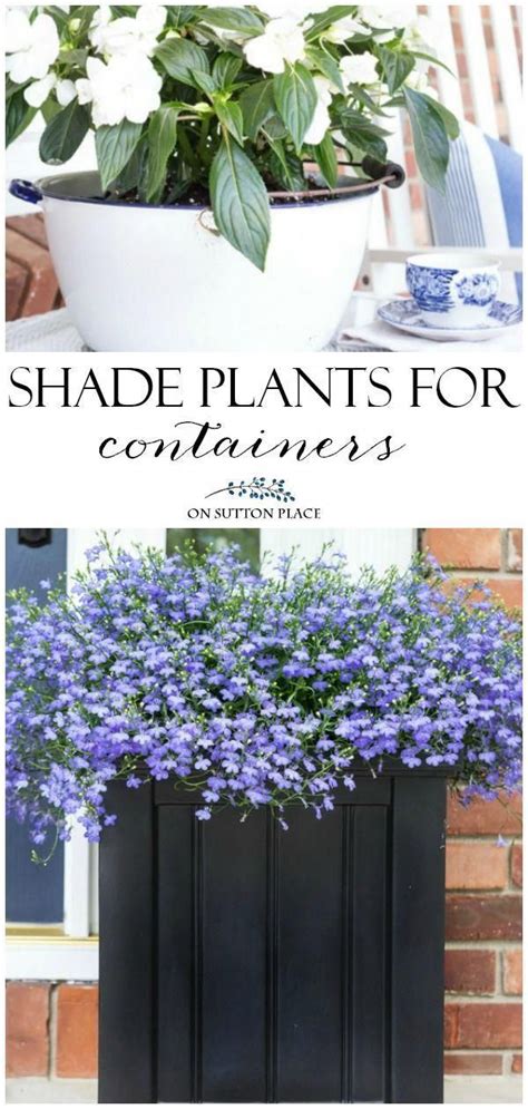 Many annuals make great choices for sunny areas and container plants. Pin on Charliez Container Gardening