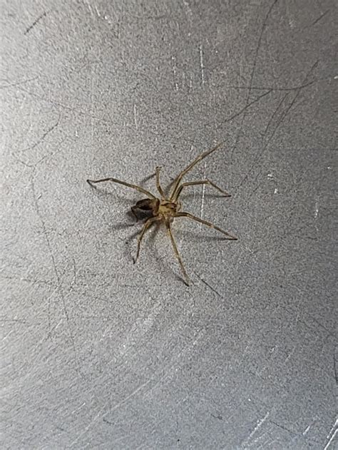 Baby Brown Recluse Nashville Rspiders