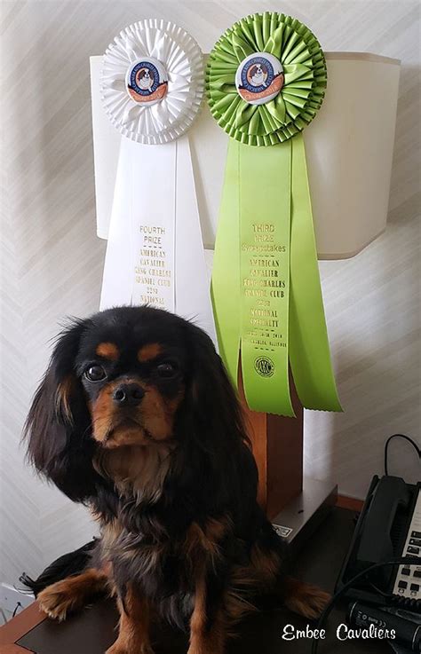 Looking for a cavalier king charles spaniel puppy or dog in los angeles, california? Embee Cavaliers | Dog classes, Puppies for sale, Beautiful ...