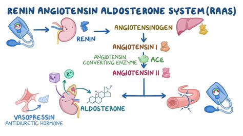 Drugs Impacting The Renin Angiotensin Aldosterone System Ace And Arb