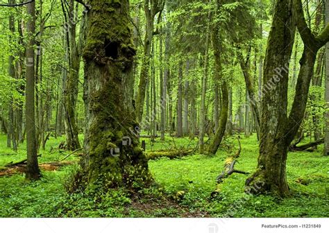 Nature Landscapes Old Natural Forest Stock Photograph