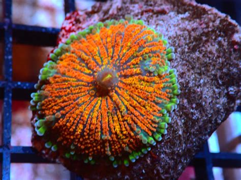 B10 Mushroom Ricordea Indo Ultra Rainbow Soft Corals Mushrooms Anemones