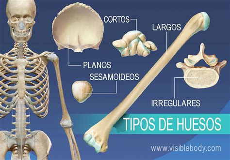 Aprenda Anatomía Del Esqueleto Reseña General Del Esqueleto