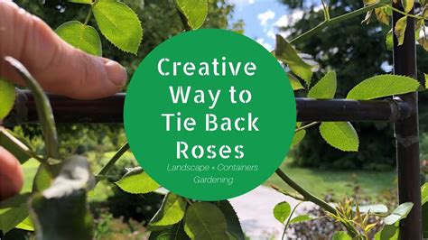 Creative Way To Tie Back Rose Climber Youtube