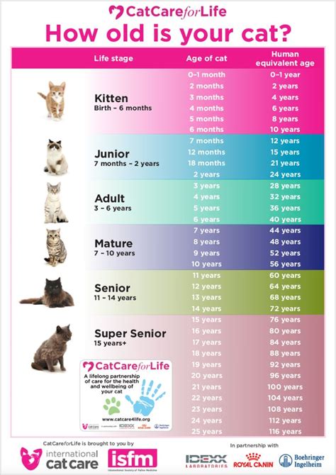 How To Tell The Age Of A Kitten