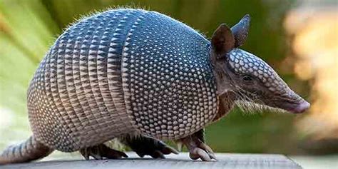 20 Armadillo Facts For Kids To Expand Your Knowledge Facts For Kids