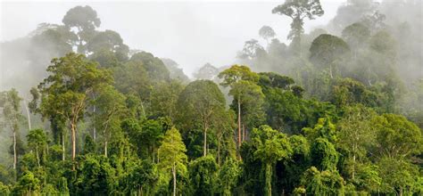 As Kucurkan 33 Juta Dolar Untuk Melindungi Hutan Kalimantan Kabari News