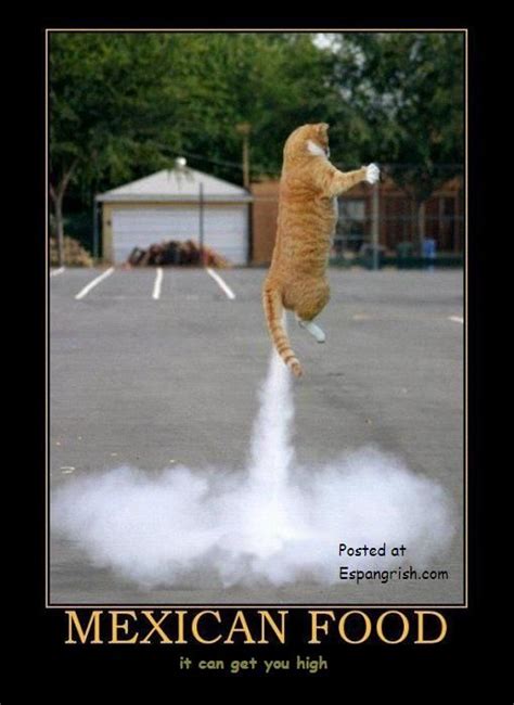 Funny Cats Farting Funny Cat Photos Funny Animal Pictures Funny Cat
