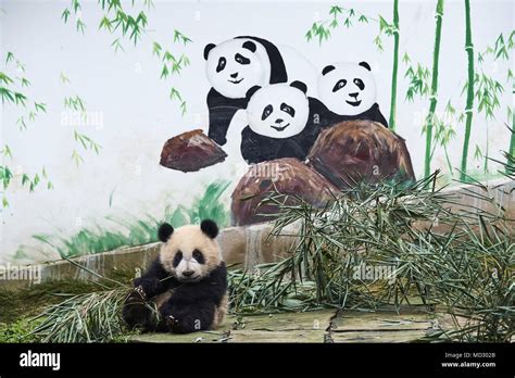 China Sichuan Province Yaan Bifengxia Panda Base Stock Photo Alamy