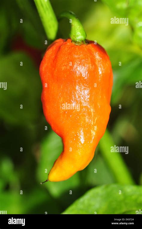 Hot Pepper Farm Stock Photo Alamy