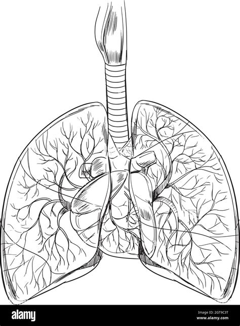 Anatomy Lungs Black And White Stock Photos Images Alamy