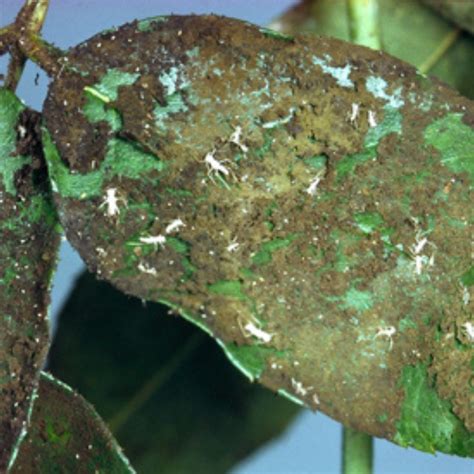 Winged aphids have wings having prominent black veins. Pest & Disease Guide 2 | Architectural Plants