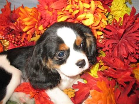 Home > dog breed reviews > cavalier king charles spaniel. New Cavalier King Charles Spaniel litter-ready to go in ...