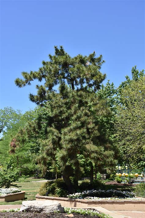 Japanese Black Pine Pinus Thunbergii In Salt Lake City Utah Ut At