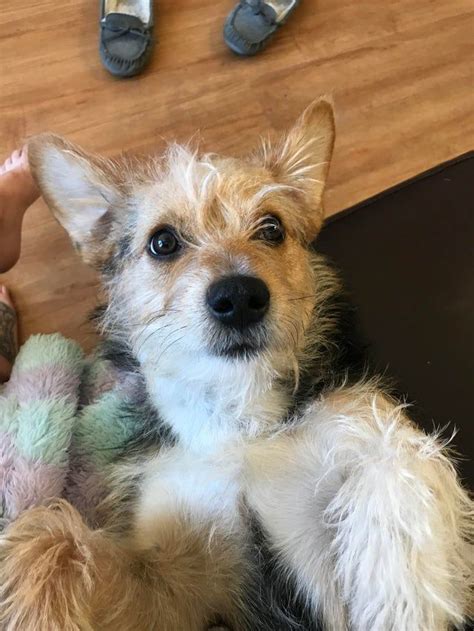 This Is Toby The Wire Haired Terrier X Corgi His Ears Only Become