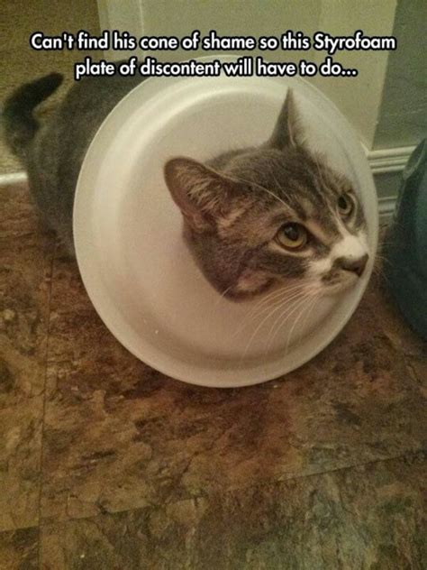 14 Hilarious Cats That Are Totally Not Amused