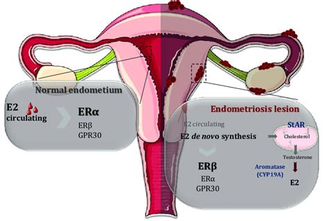 Respective Roles Of Estrogen Receptor α Erα And Estrogen Receptor β Download Scientific