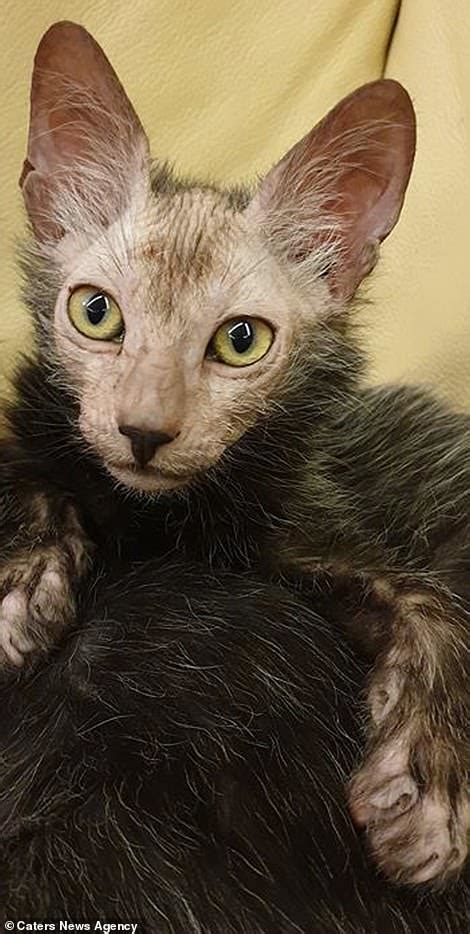 Meet The Majestic Werewolf Kittens Meticulously Bred By An