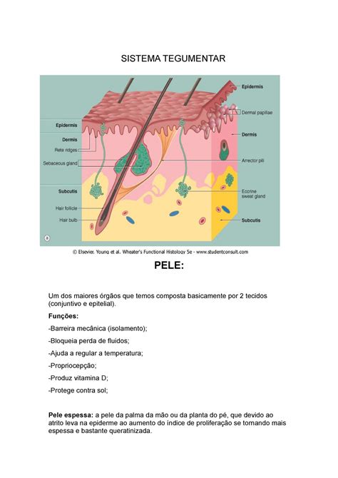 Sistema Tegumentar Resumos Acadêmicos Medicina 1 8 Período Sistema