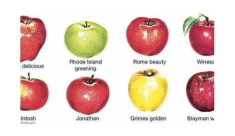 apple | Description, Cultivation, & Uses | Britannica